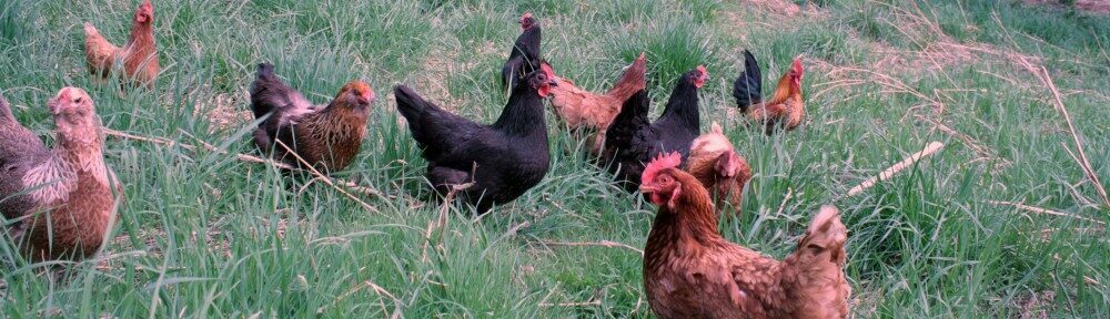 La Basse Cour Toujours !