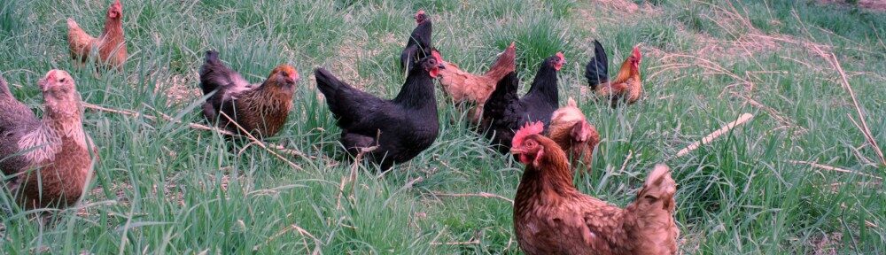 La Basse Cour Toujours !